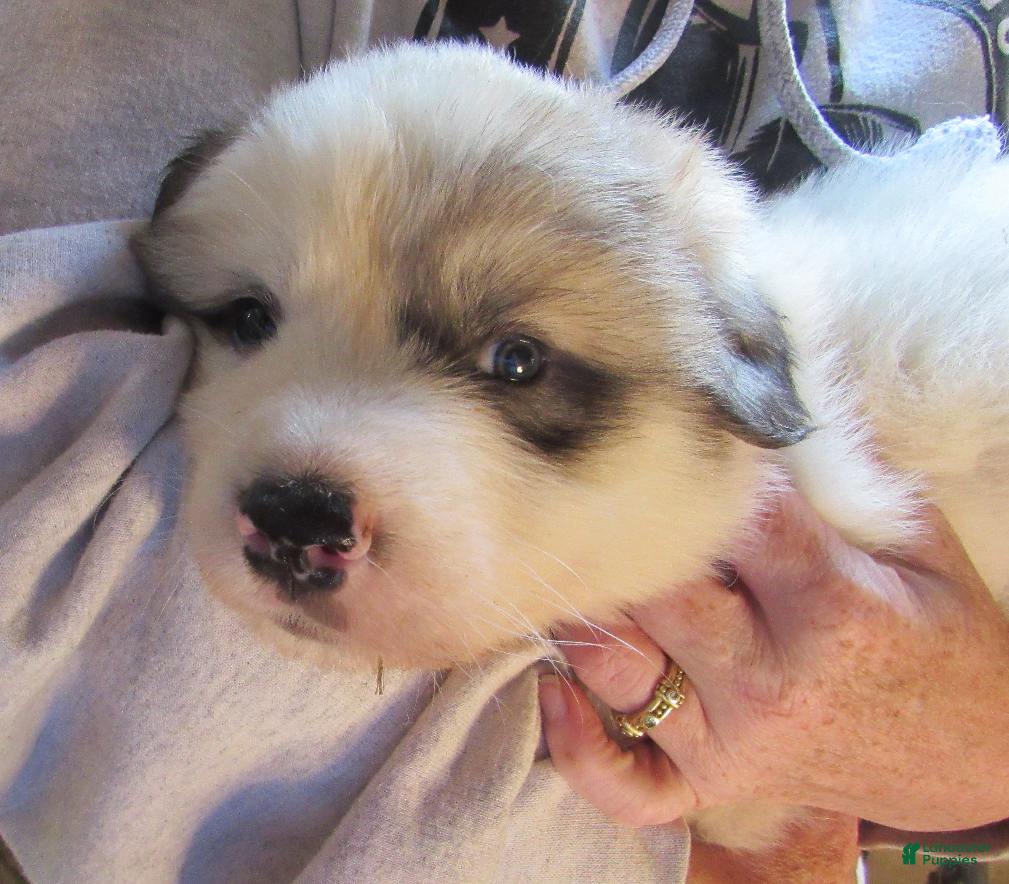 Great Pyrenees dogs Green Collar Badger face Male Great Pyrenees Puppy  - Ad 1