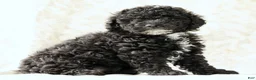 Miniature Poodle dogs for sale: Flower - Ad 4