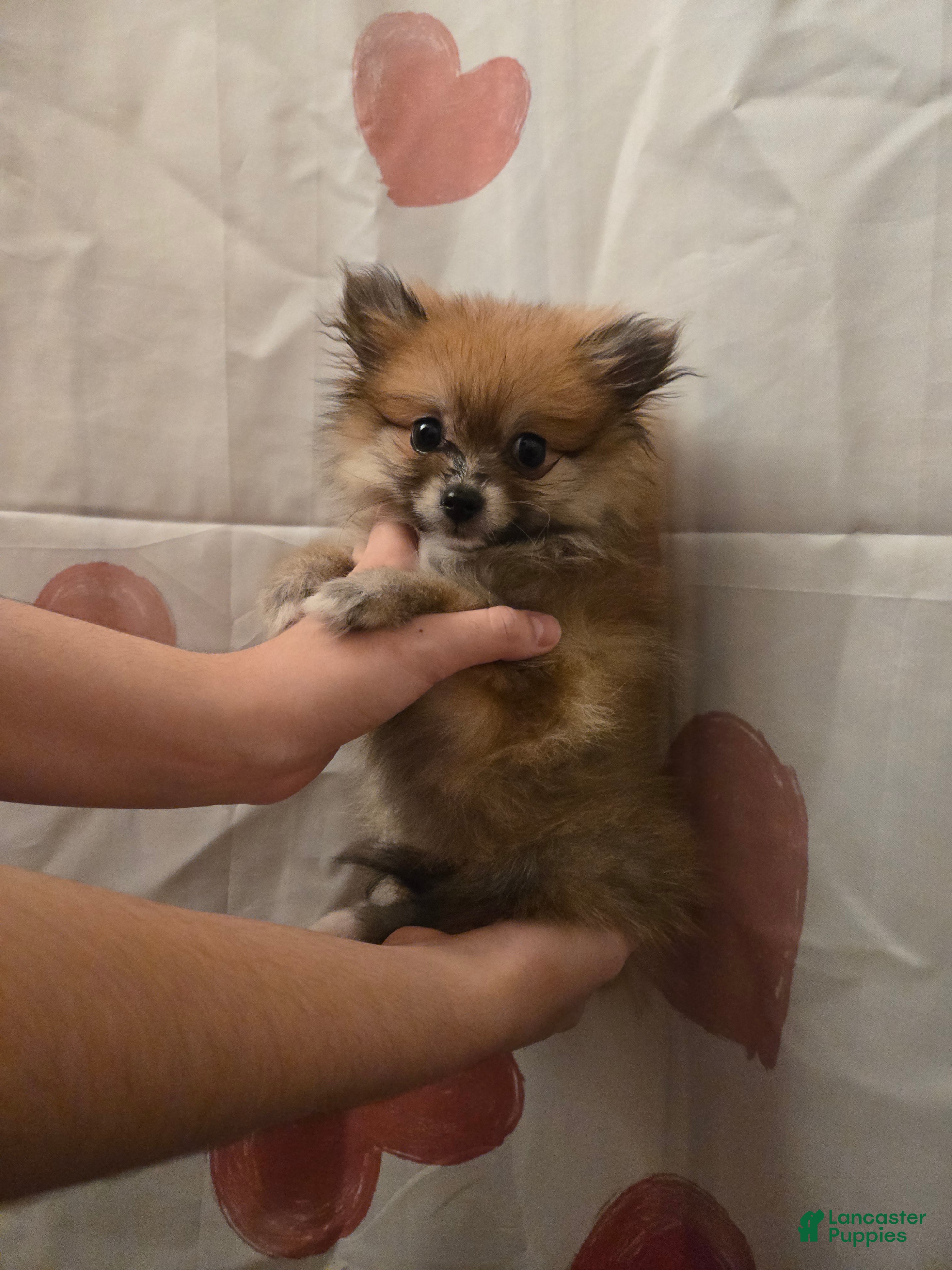 Pomeranian dogs Vera 1 - Ad 1