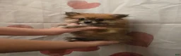 Pomeranian dogs for sale: Vera 1 - Ad 1
