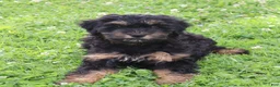 Mini Goldendoodle dogs for sale: Faye - Ad 3