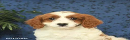 Cavapoo dogs for sale: Crissa - Ad 4