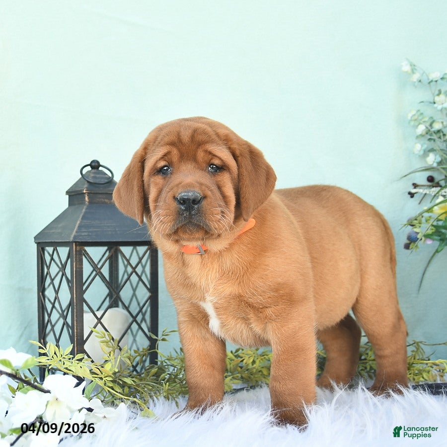 Labrador Retriever dogs Dory  - Ad 1