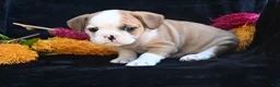 Mixed Breed dogs for sale: Oliver - Ad 10
