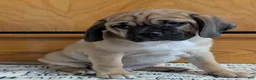 Puggle dogs for sale: Chance  - Ad 15