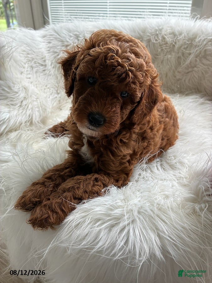 Mini Goldendoodle dogs Blaze - Ad 2