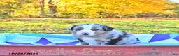 Australian Shepherd dogs for sale: Garrett - Ad 5