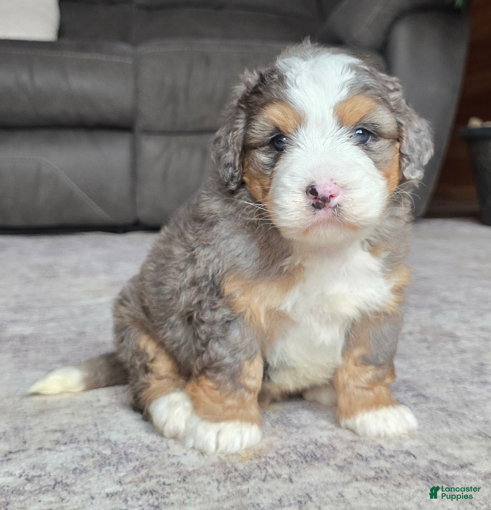 Mini Bernedoodle dogs Mini Harley - Ad 2