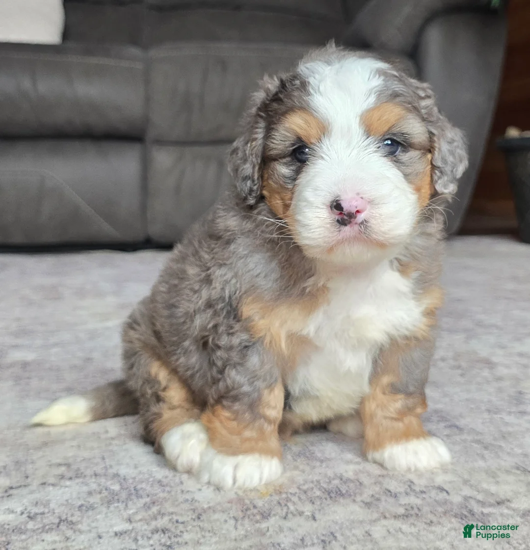 Mini Bernedoodle dogs for sale: Mini Harley - Ad 2