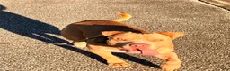 American Pit Bull Terrier dogs for sale: American Pit Bull Terrier 4 - Ad 14