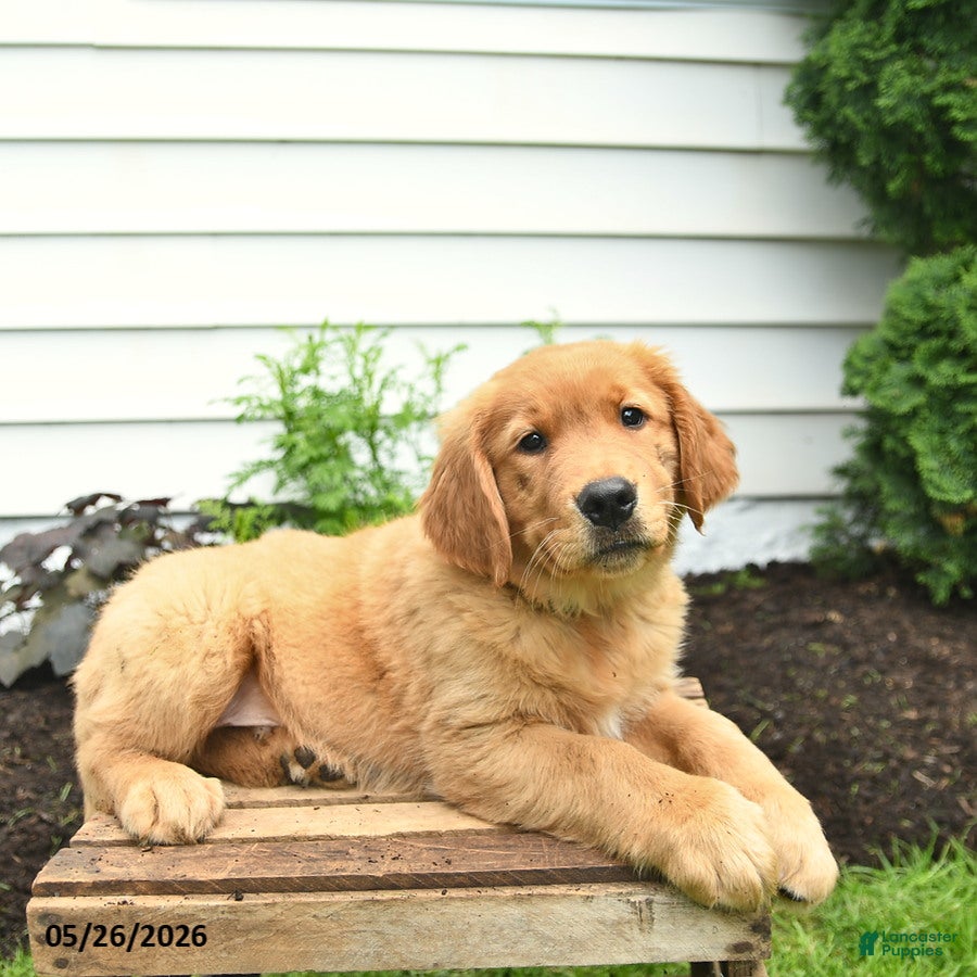 Golden Retriever dogs Cash  - Ad 2