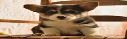 Welsh Corgi Pembroke dogs for sale: Pete - Ad 3