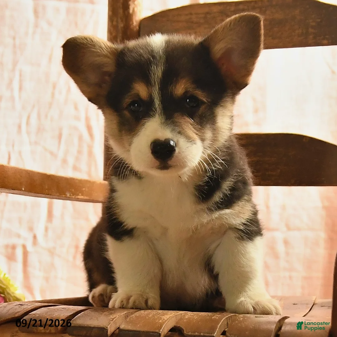 Welsh Corgi Pembroke dogs for sale: Pete - Ad 3