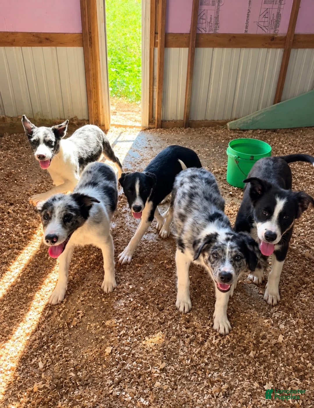 Australian Shepherd dogs for sale: Australian Shepherd 2 - Ad 3