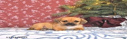 Puggle dogs for sale: Jody - Ad 3