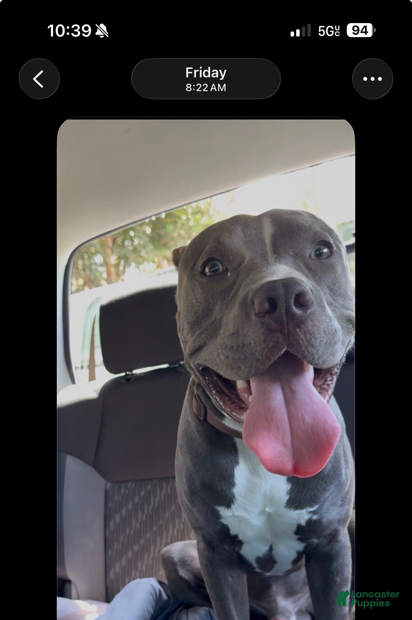 American Pit Bull Terrier dogs Coco - Ad 2