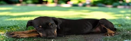Catahoula Leopard Dog dogs for sale: Gypsie 2026 Female 2 - Ad 5