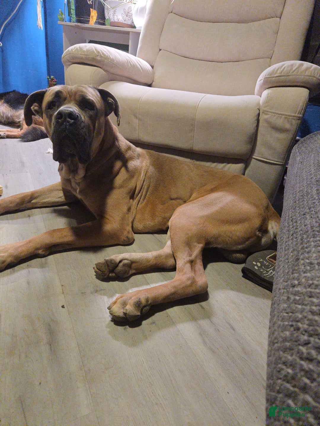 Cane Corso dogs for sale: Cane Corso Puppy 2 - Ad 5