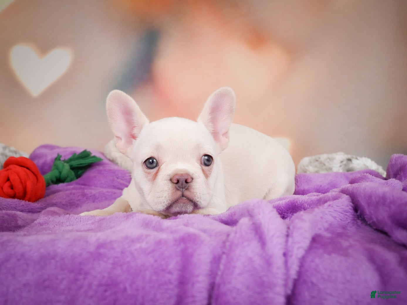 French Bulldog dogs Sadie - Ad 2