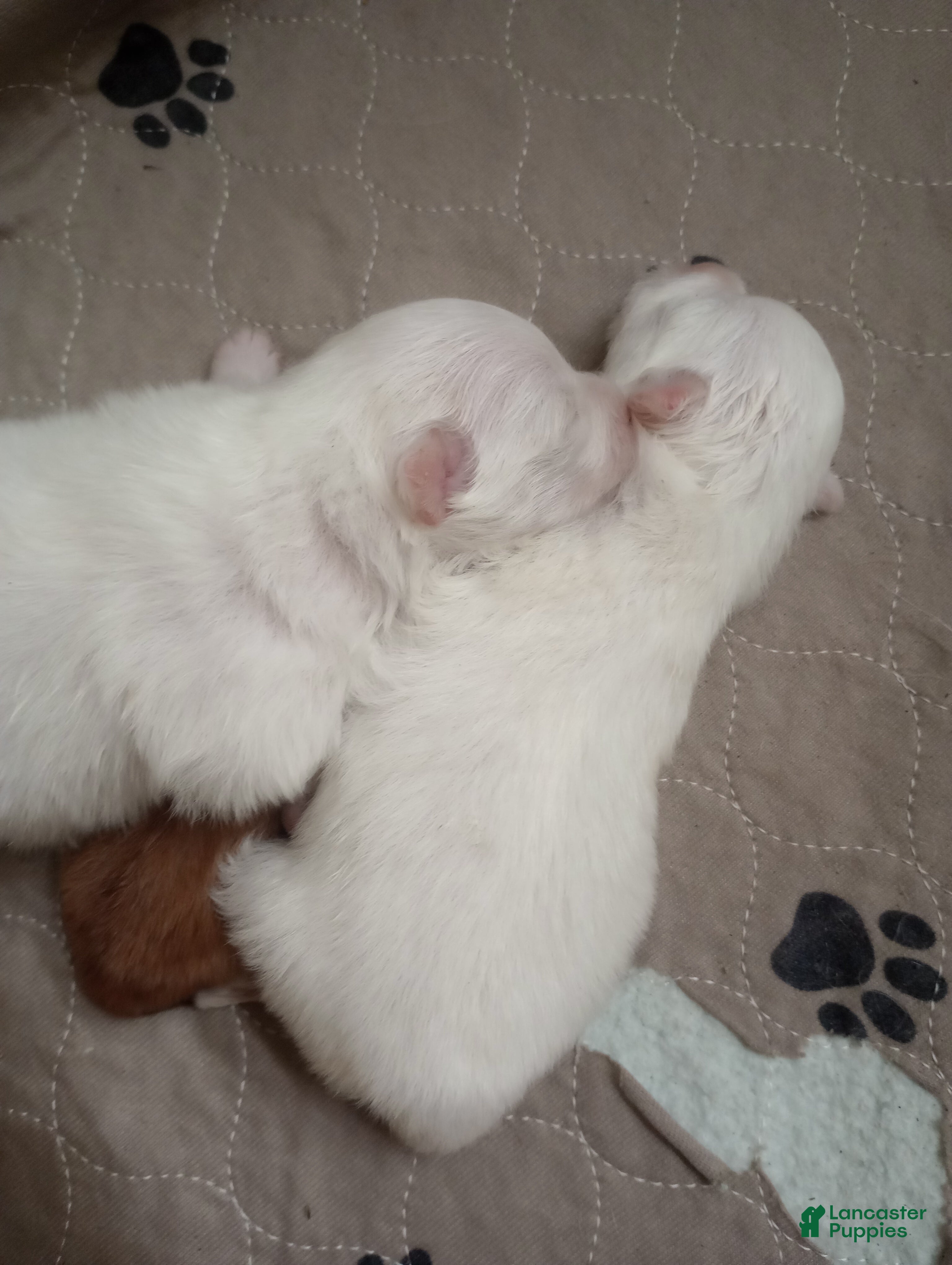 Pomchi dogs Pomchi 1 - Ad 2