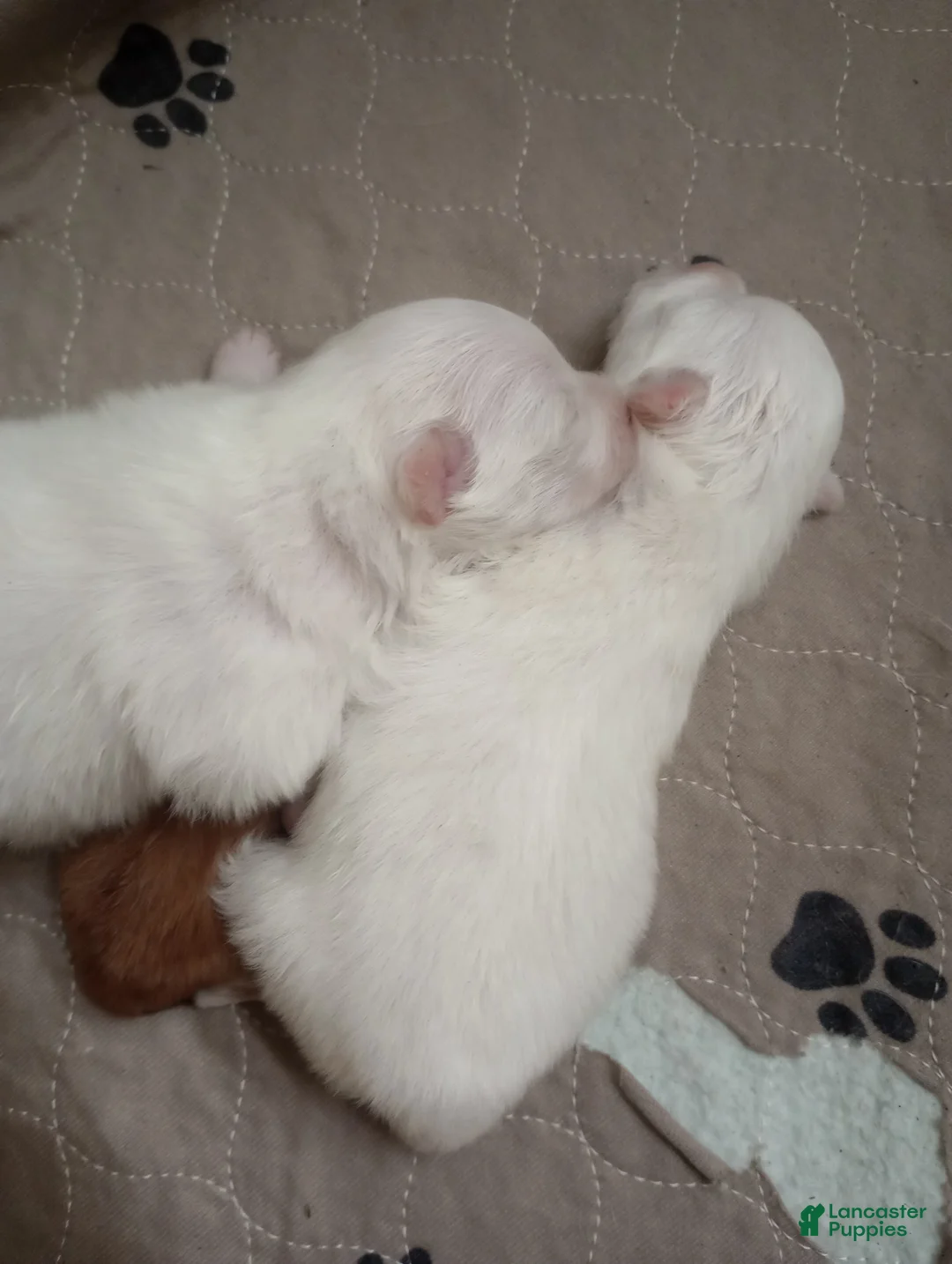 Pomchi dogs for sale: Pomchi 1 - Ad 2