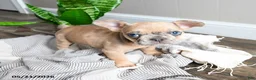 French Bulldog dogs for sale: Lisbon - Ad 4