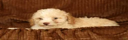 Toy Poodle dogs for sale: Dusty - Ad 8
