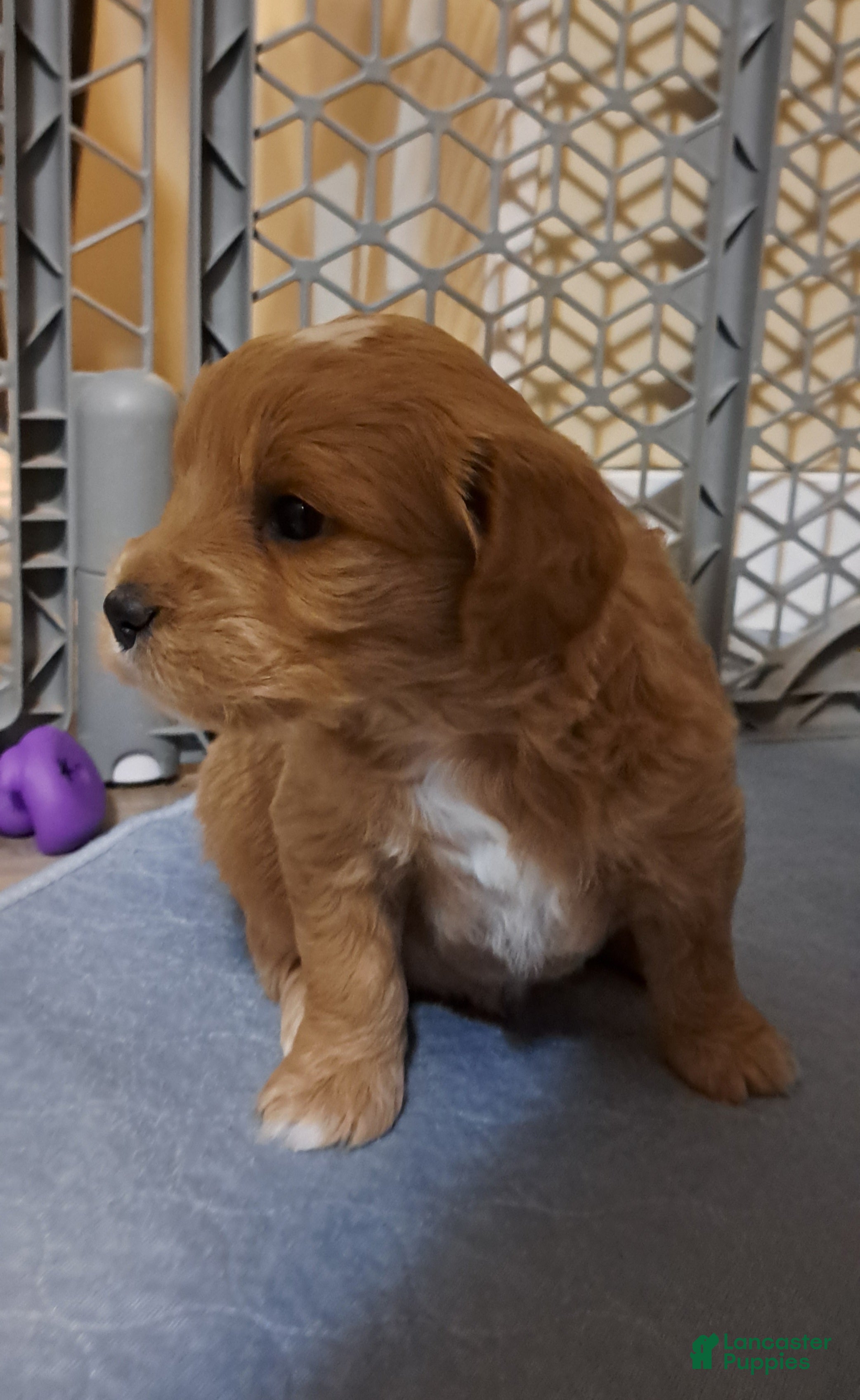 Mini Goldendoodle dogs Mini Goldendoodle, Diamond - Ad 2