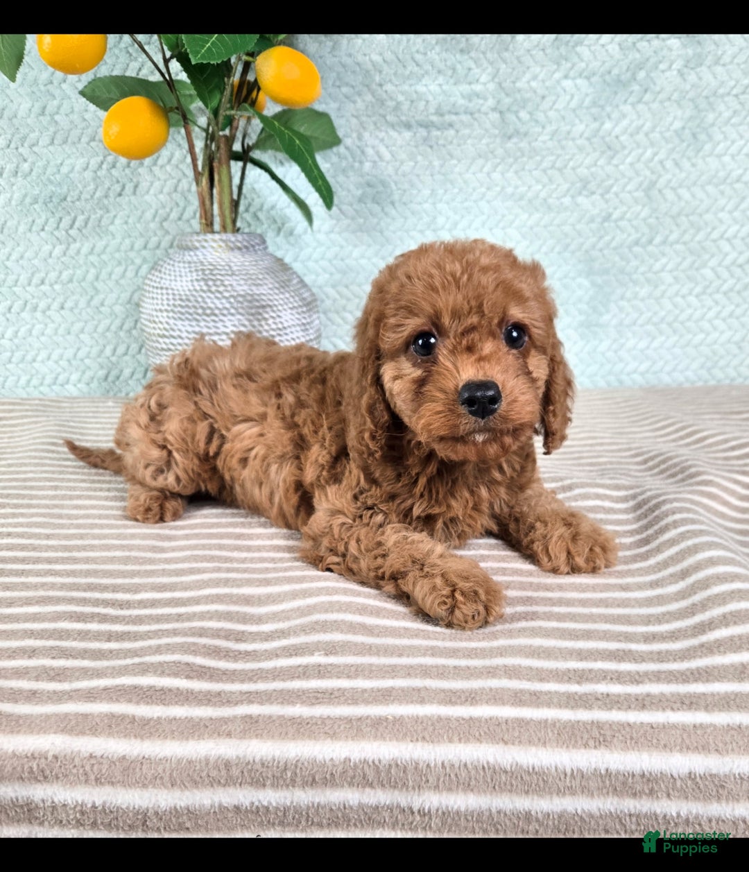 Cavapoo dogs for sale: Cora - Ad 2
