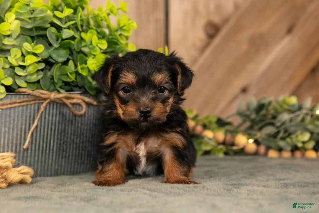Yorkshire Terrier dogs for sale: Forest - Ad 2