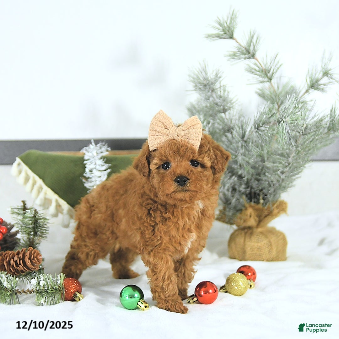 Toy Poodle dogs for sale: Sofia - Ad 4