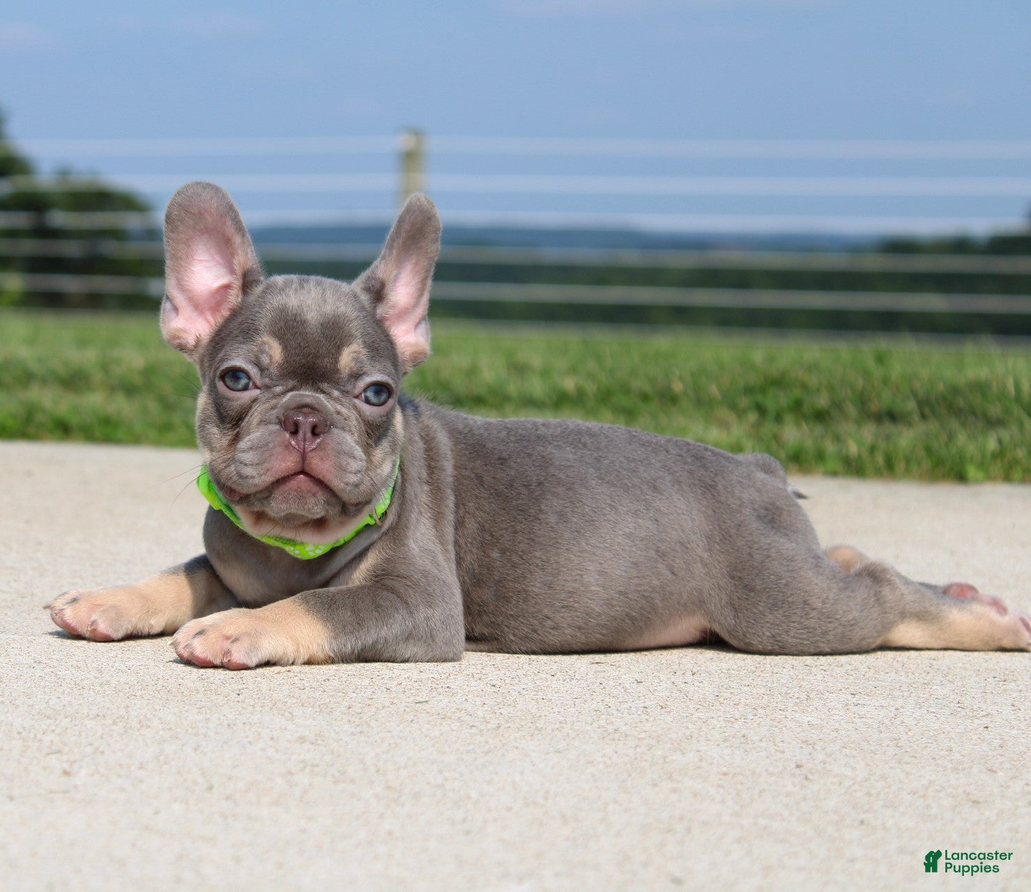 French Bulldog dogs Hank - Ad 1