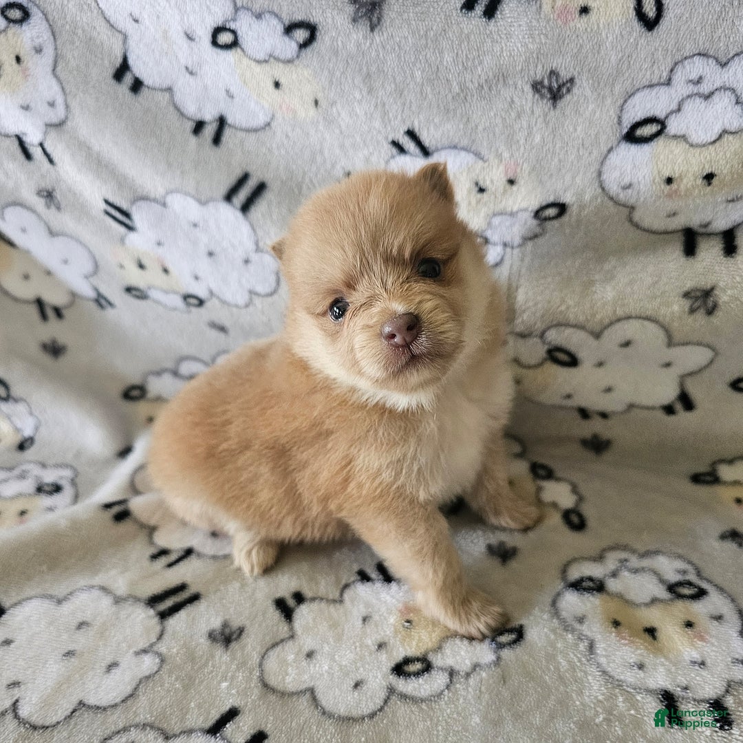 Gallery Image {{count}}