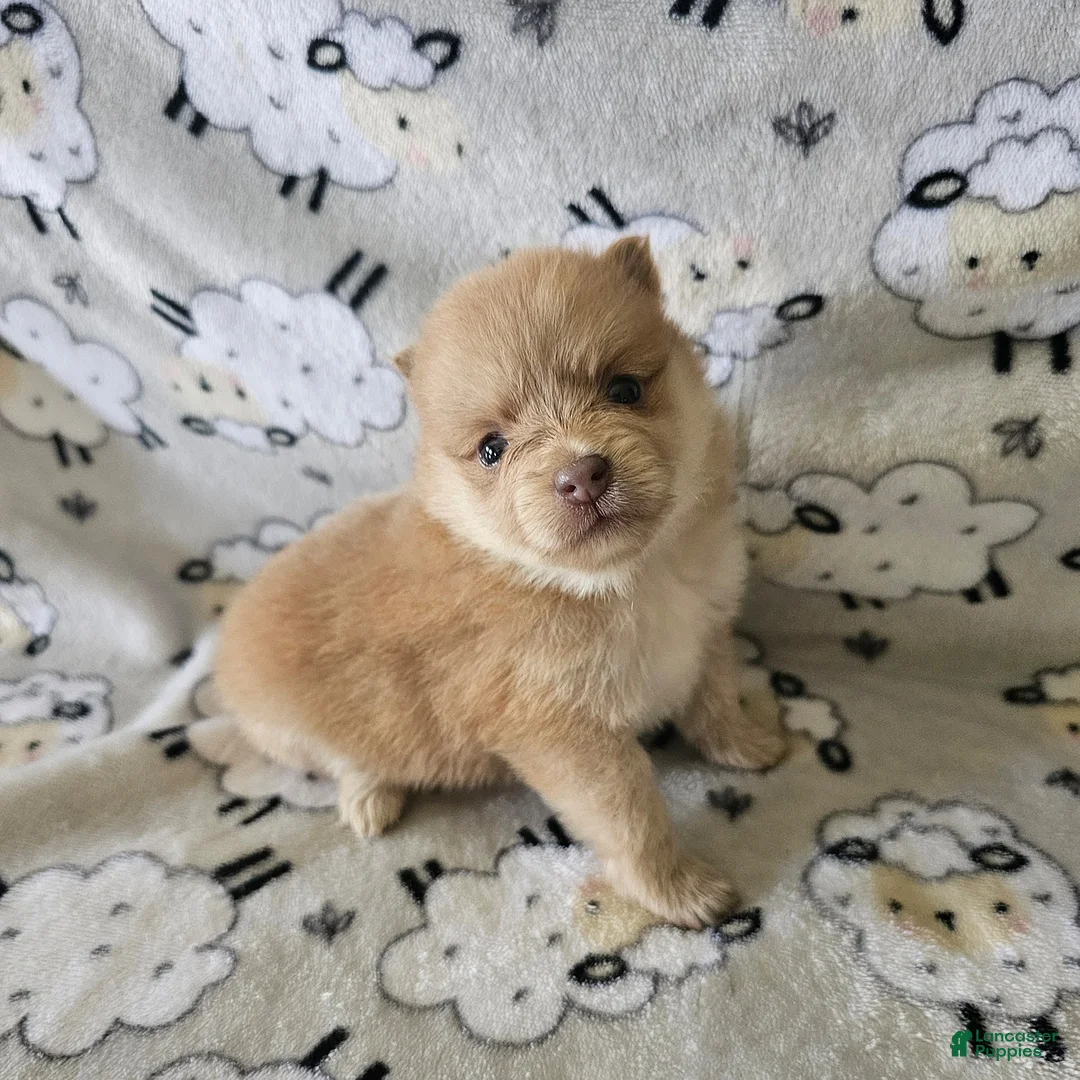 Gallery Image {{count}}