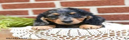 Miniature Dachshund dogs for sale: Jodi - Ad 4