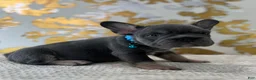 French Bulldog dogs for sale: Blue - Ad 2