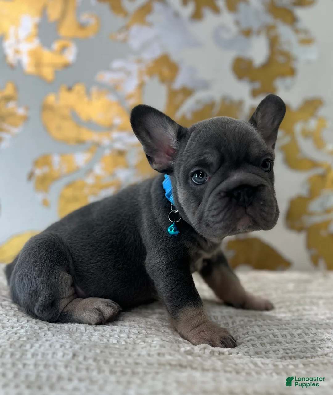 French Bulldog dogs for sale: Blue - Ad 2
