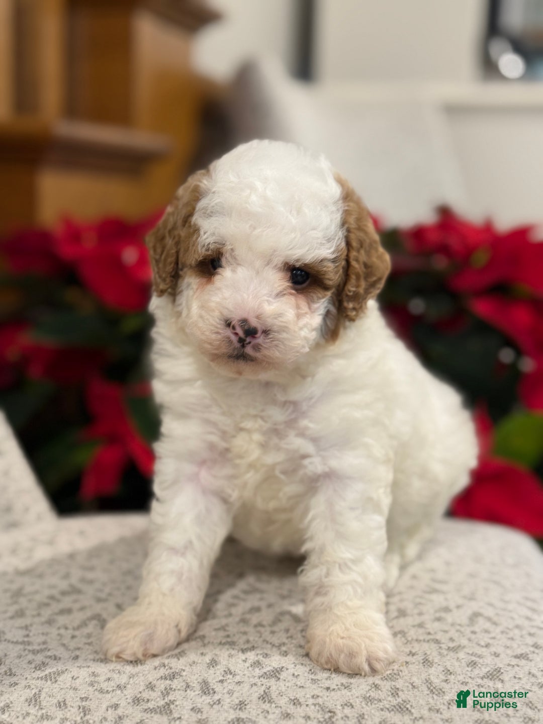 Miniature Poodle dogs for sale: Jasper  - Ad 8