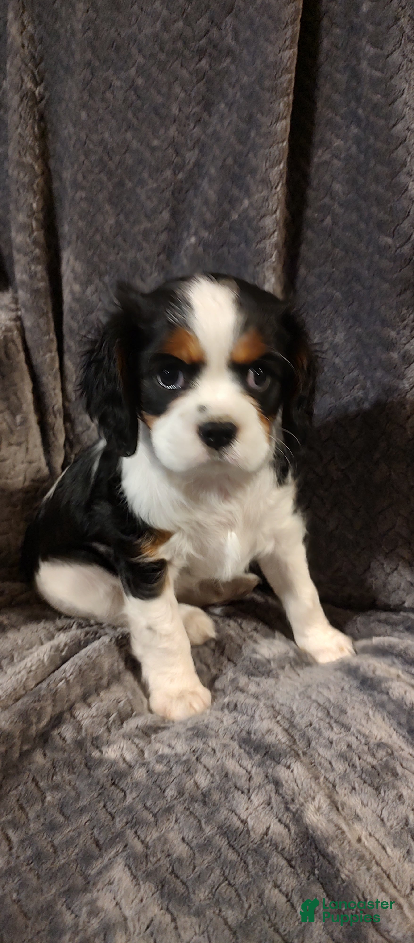 Cavalier King Charles Spaniel dogs Daisy  - Ad 1