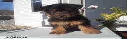 Yorkiepoo dogs for sale: Teddy - Ad 1