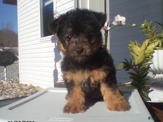 Yorkiepoo dogs Teddy - Ad 9