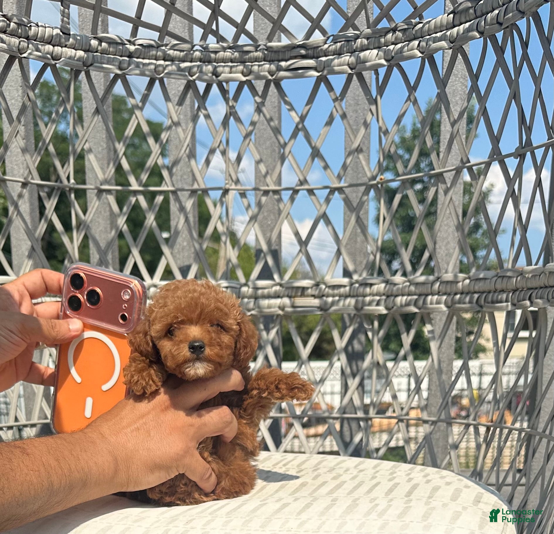 Toy Poodle dogs Teacup poodle Chinese bloodline  - Ad 17