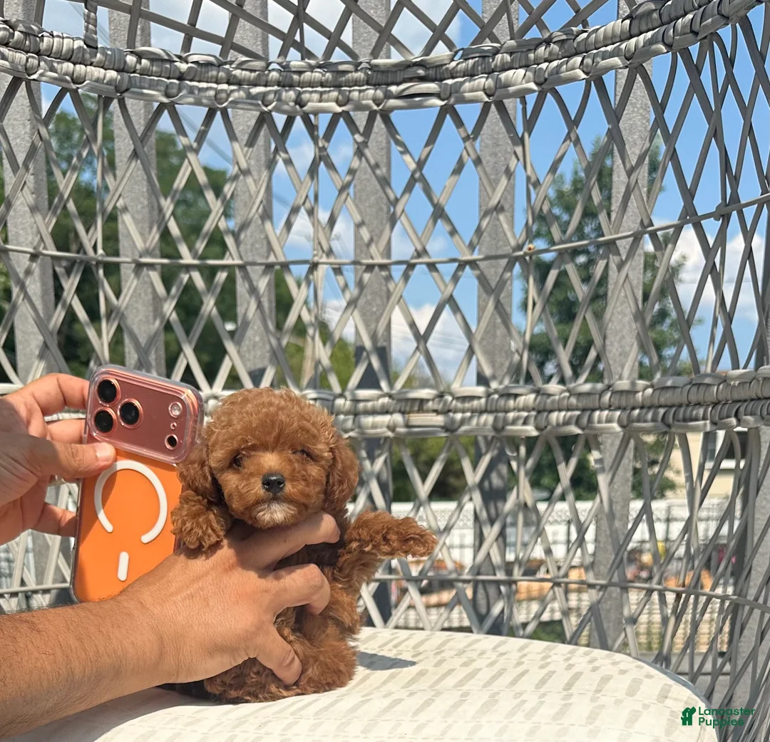 Toy Poodle dogs for sale: Teacup poodle Chinese bloodline  - Ad 1