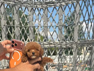 Toy Poodle dogs Teacup poodle Chinese bloodline - Ad 17