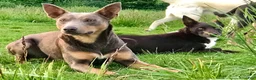 Mixed Breed dogs for sale: ODIN-Kelpie/Border Collie male  - Ad 14