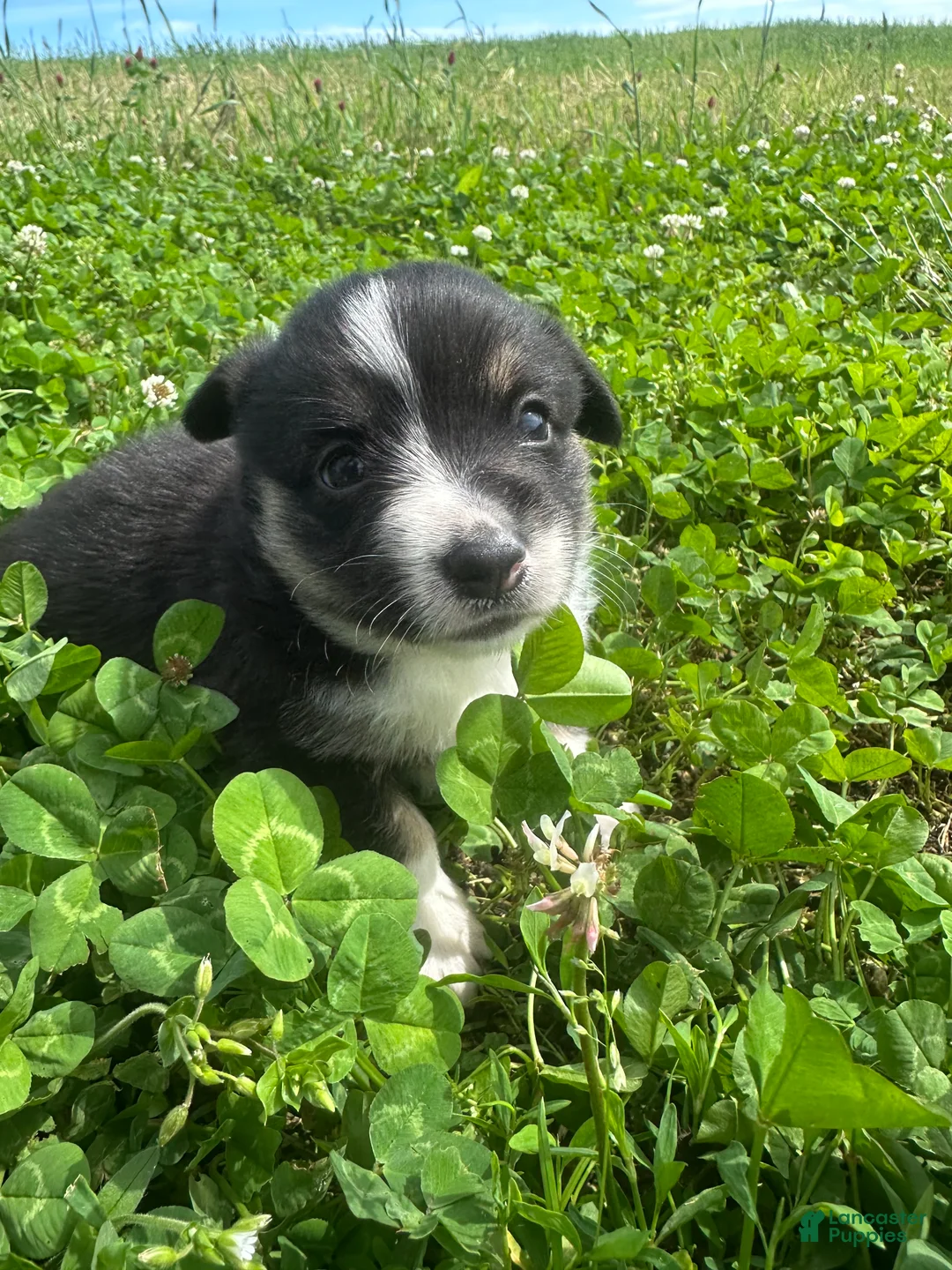 Welsh Corgi Pembroke dogs for sale: Marley - Ad 1