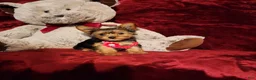 Yorkshire Terrier dogs for sale: PIPPA - Ad 2