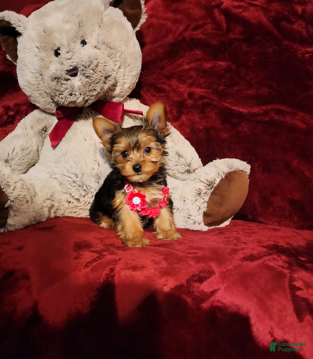 Yorkshire Terrier dogs for sale: PIPPA - Ad 2