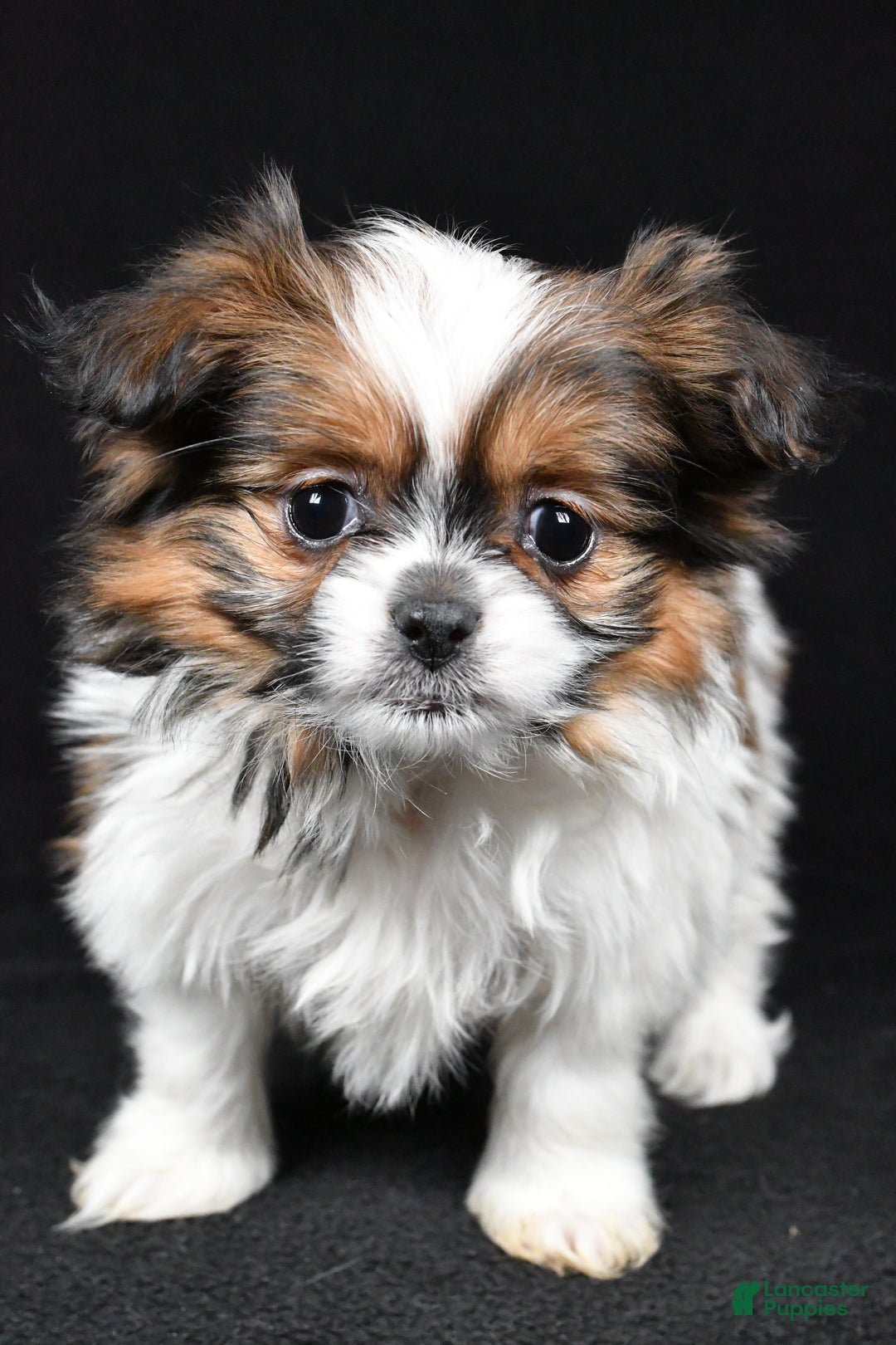 Mixed Breed dogs for sale: Anson - Ad 8