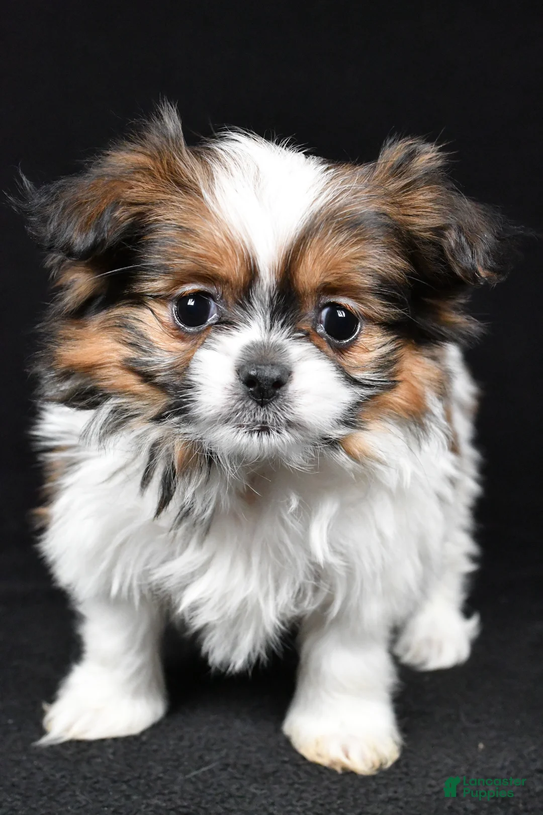 Mixed Breed dogs for sale: Anson - Ad 3